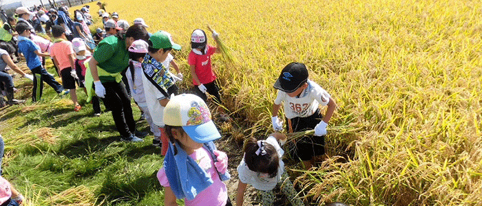 28_rice_harvesting.png